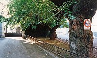 24-i secolari gelsi di via Brera