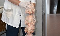 AVICOLTURA