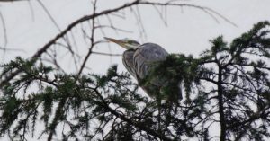 foto-club-larotondina-bird-watching